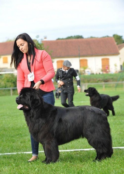 Des Empereurs De L'Océan - Nationale d'élevage 2015 Saint Martin du Tertre