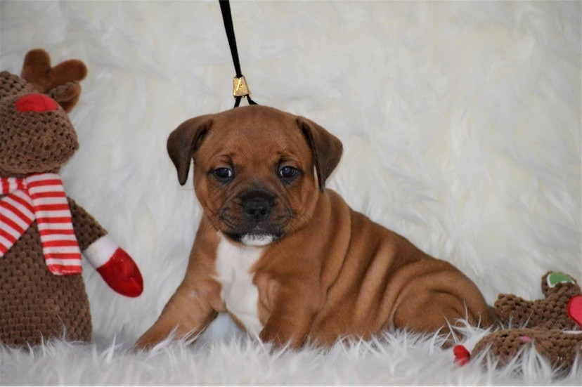 Des Empereurs De L'Océan - Staffordshire Bull Terrier - Portée née le 18/10/2020