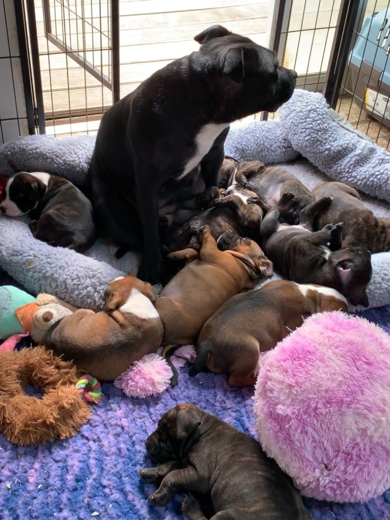 chiot Staffordshire Bull Terrier Des Empereurs De L'Océan