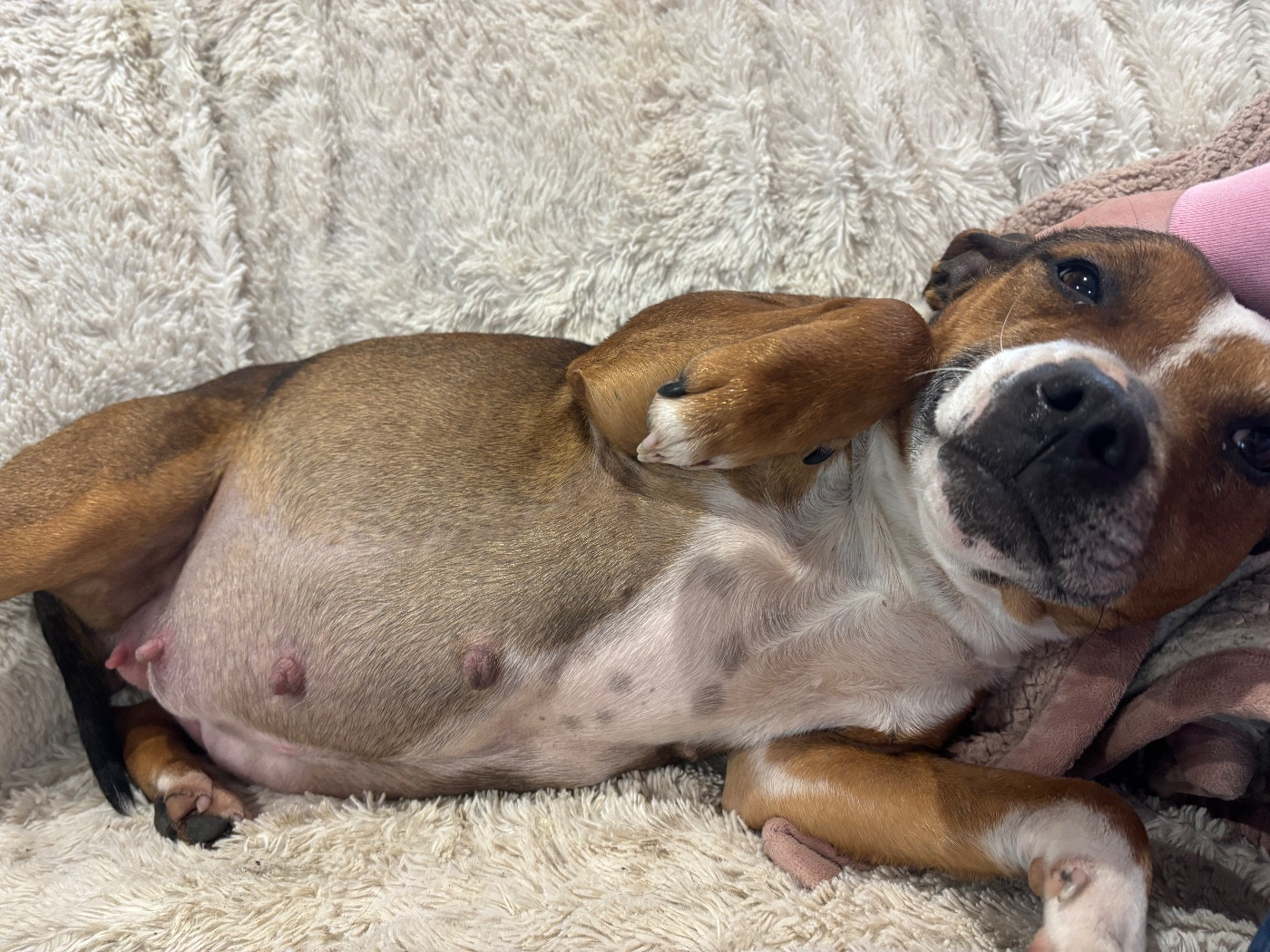 Bientôt des bébés ❤ 