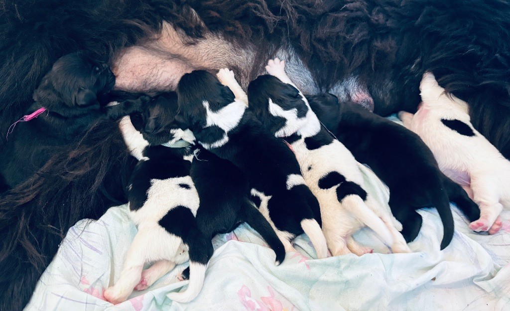 Les bébés sont nés 