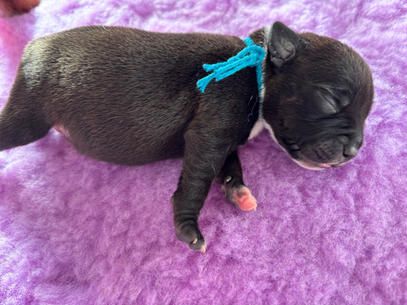 Des Empereurs De L'Océan - Chiots disponibles - Staffordshire Bull Terrier