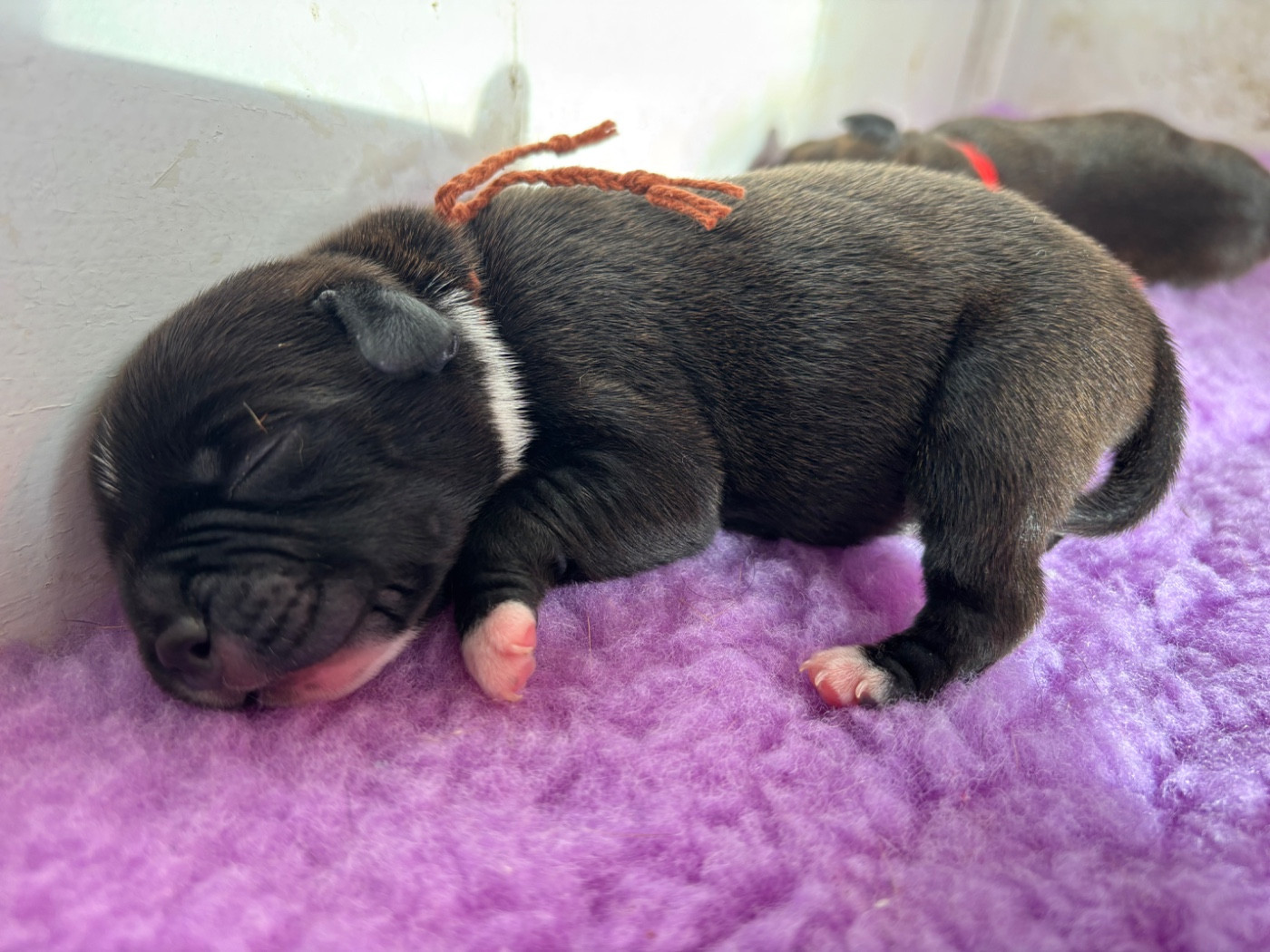 Des Empereurs De L'Océan - Chiots disponibles - Staffordshire Bull Terrier