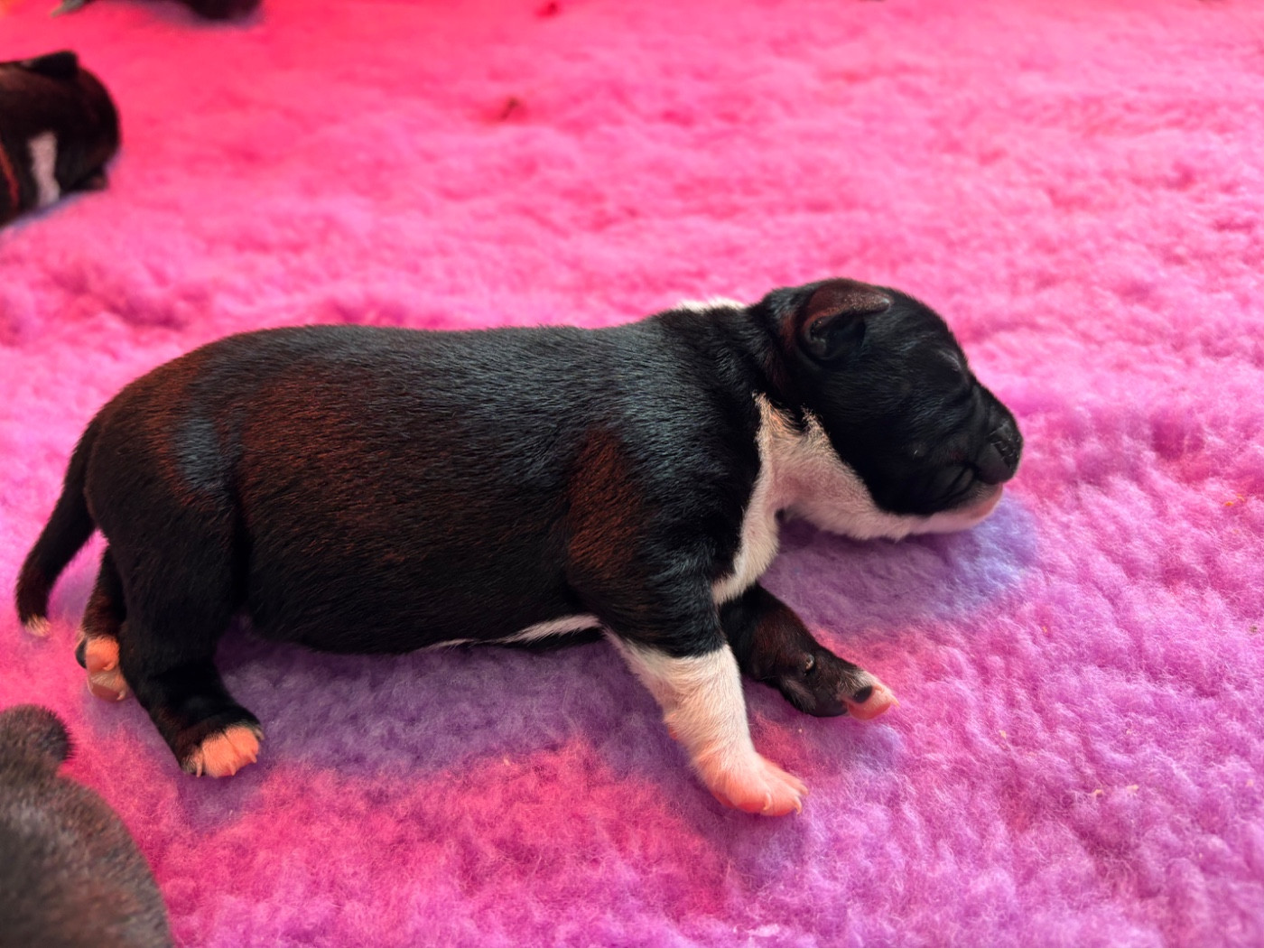 Des Empereurs De L'Océan - Chiots disponibles - Staffordshire Bull Terrier