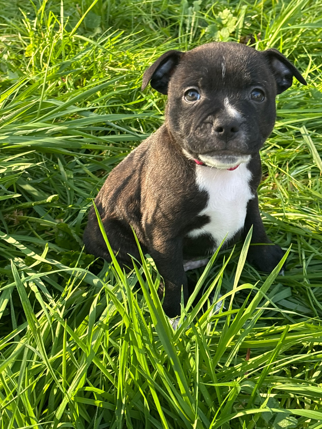 Des Empereurs De L'Océan - Chiots disponibles - Staffordshire Bull Terrier