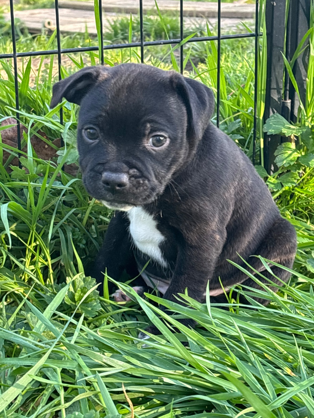 Des Empereurs De L'Océan - Chiots disponibles - Staffordshire Bull Terrier
