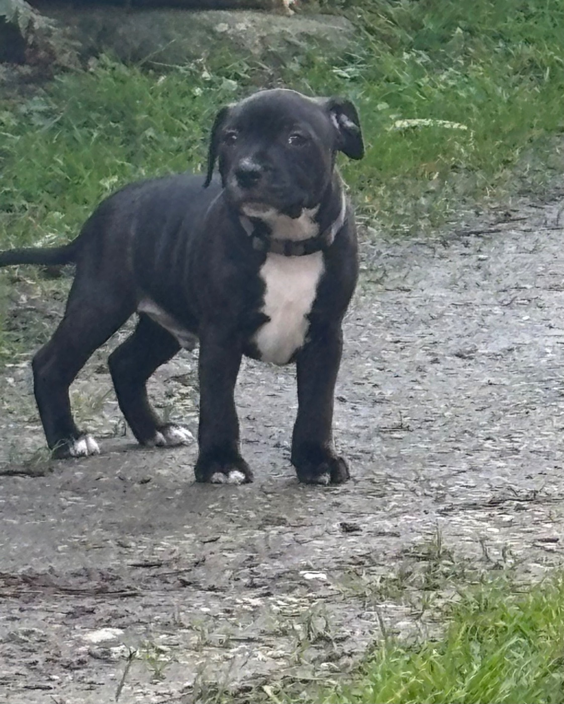 Des Empereurs De L'Océan - Chiots disponibles - Staffordshire Bull Terrier