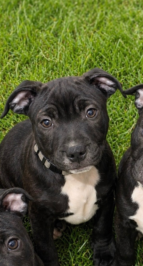 Des Empereurs De L'Océan - Chiots disponibles - Staffordshire Bull Terrier