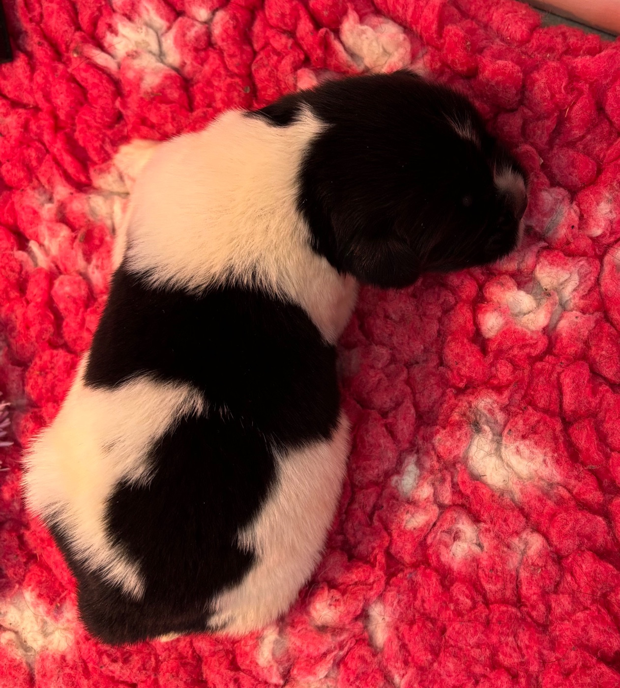 Des Empereurs De L'Océan - Chiots disponibles - Terre-neuve
