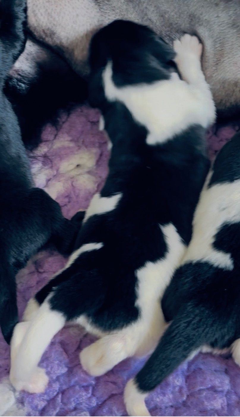 Des Empereurs De L'Océan - Chiots disponibles - Terre-neuve