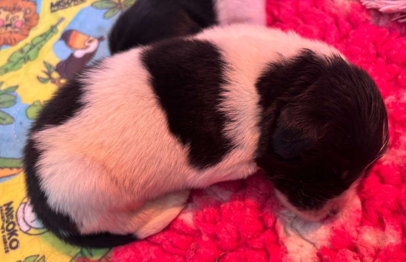 Des Empereurs De L'Océan - Chiots disponibles - Terre-neuve