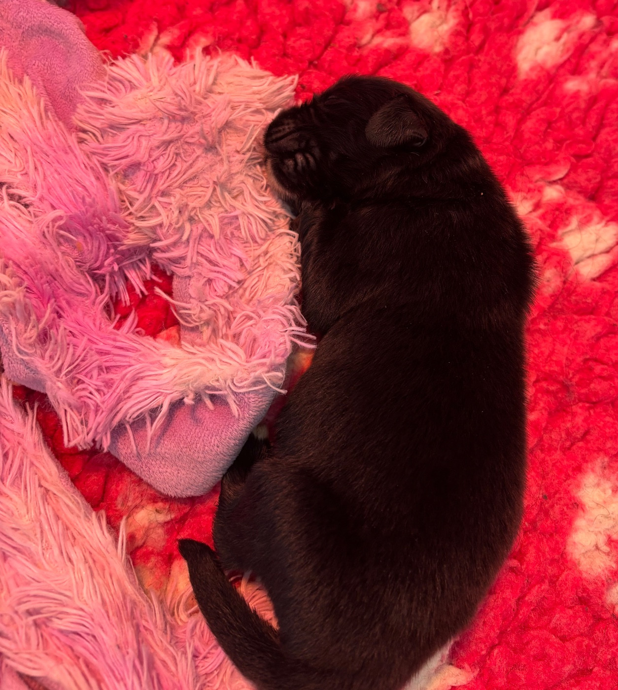 Des Empereurs De L'Océan - Chiots disponibles - Terre-neuve