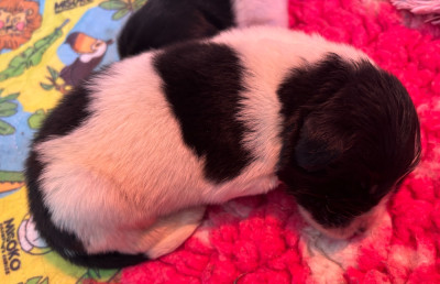 CHIOT 3