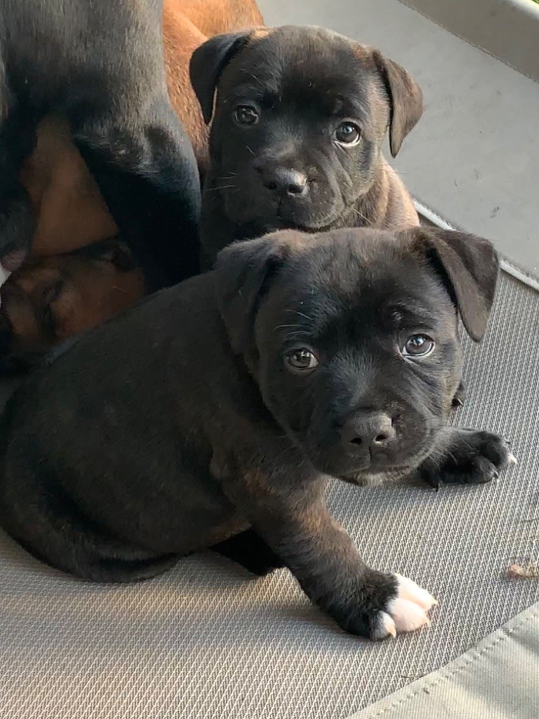 Des Empereurs De L'Océan - Chiots disponibles - Staffordshire Bull Terrier